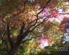 acer_palmatum_autumn_leaves_1280x1024.jpg