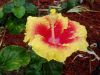 050105-Hibiscus.jpg